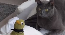 VIDEO Ova maca ima smrtnog neprijatelja - igračku žapca